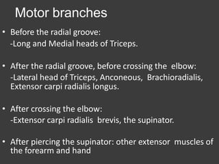 Motor branches
• Before the radial groove:
-Long and Medial heads of Triceps.
• After the radial groove, before crossing the elbow:
-Lateral head of Triceps, Anconeous, Brachioradialis,
Extensor carpi radialis longus.
• After crossing the elbow:
-Extensor carpi radialis brevis, the supinator.
• After piercing the supinator: other extensor muscles of
the forearm and hand
 