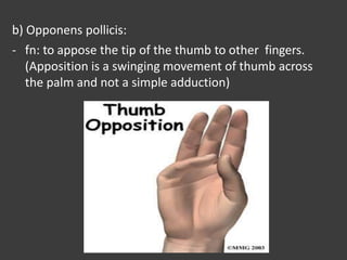 b) Opponens pollicis:
- fn: to appose the tip of the thumb to other fingers.
(Apposition is a swinging movement of thumb across
the palm and not a simple adduction)
 