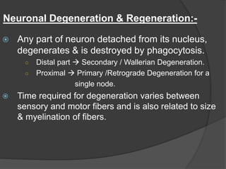 Neuronal Degeneration & Regeneration:-
 Any part of neuron detached from its nucleus,
degenerates & is destroyed by phagocytosis.
○ Distal part  Secondary / Wallerian Degeneration.
○ Proximal  Primary /Retrograde Degeneration for a
single node.
 Time required for degeneration varies between
sensory and motor fibers and is also related to size
& myelination of fibers.
 
