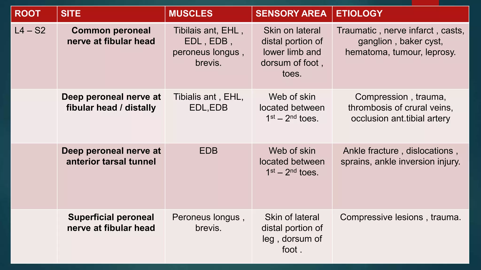 ROOT SITE MUSCLES SENSORY AREA ETIOLOGY
L4 – S2 Common peroneal
nerve at fibular head
Tibilais ant, EHL ,
EDL , EDB ,
peroneus longus ,
brevis.
Skin on lateral
distal portion of
lower limb and
dorsum of foot ,
toes.
Traumatic , nerve infarct , casts,
ganglion , baker cyst,
hematoma, tumour, leprosy.
Deep peroneal nerve at
fibular head / distally
Tibialis ant , EHL,
EDL,EDB
Web of skin
located between
1st – 2nd toes.
Compression , trauma,
thrombosis of crural veins,
occlusion ant.tibial artery
Deep peroneal nerve at
anterior tarsal tunnel
EDB Web of skin
located between
1st – 2nd toes.
Ankle fracture , dislocations ,
sprains, ankle inversion injury.
Superficial peroneal
nerve at fibular head
Peroneus longus ,
brevis.
Skin of lateral
distal portion of
leg , dorsum of
foot .
Compressive lesions , trauma.
 