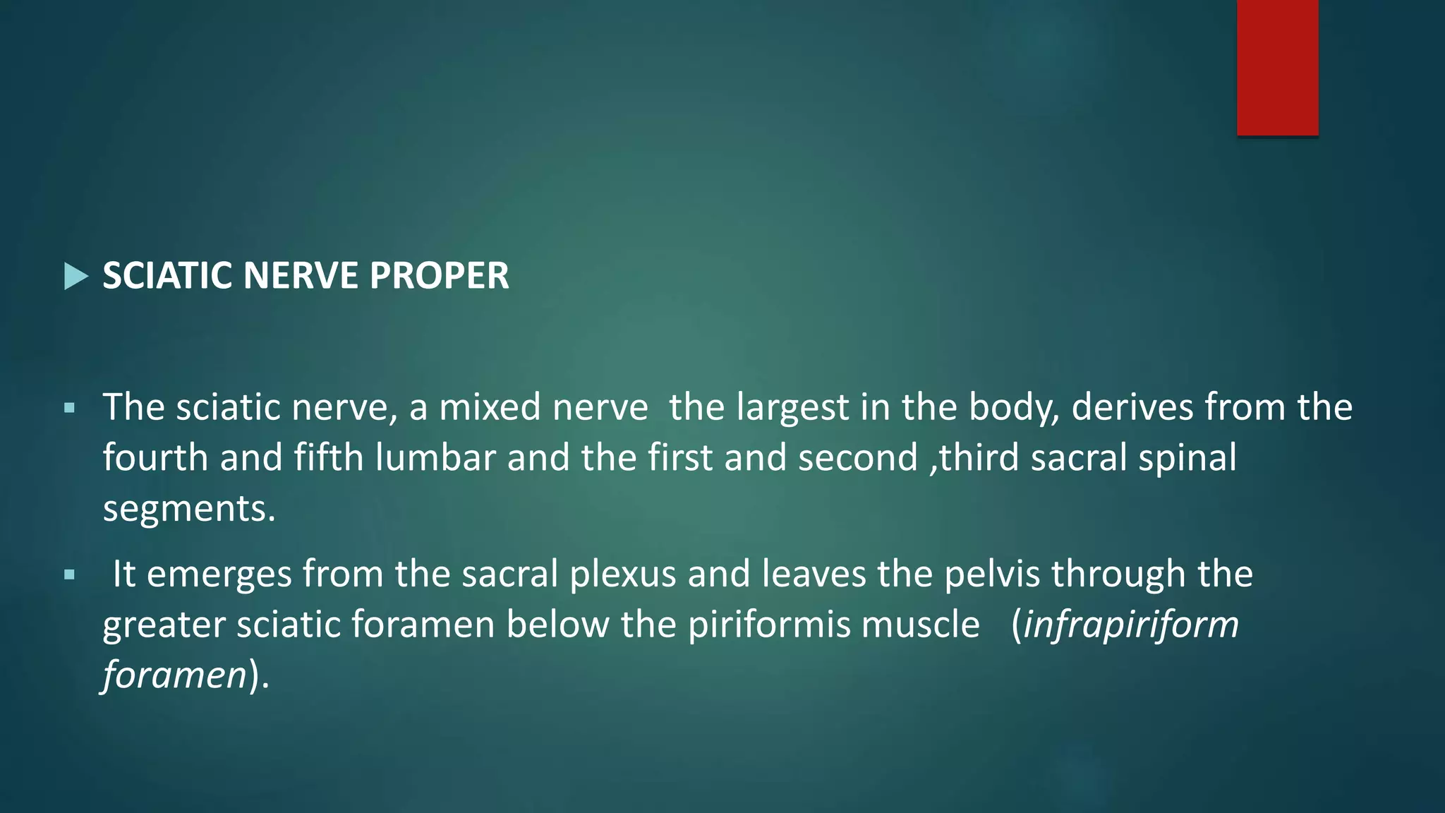  SCIATIC NERVE PROPER
 The sciatic nerve, a mixed nerve the largest in the body, derives from the
fourth and fifth lumbar and the first and second ,third sacral spinal
segments.
 It emerges from the sacral plexus and leaves the pelvis through the
greater sciatic foramen below the piriformis muscle (infrapiriform
foramen).
 