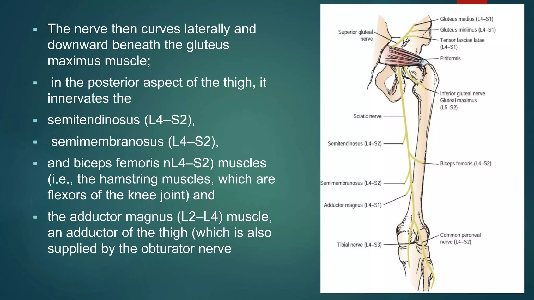  The nerve then curves laterally and
downward beneath the gluteus
maximus muscle;
 in the posterior aspect of the thigh, it
innervates the
 semitendinosus (L4–S2),
 semimembranosus (L4–S2),
 and biceps femoris nL4–S2) muscles
(i.e., the hamstring muscles, which are
flexors of the knee joint) and
 the adductor magnus (L2–L4) muscle,
an adductor of the thigh (which is also
supplied by the obturator nerve
 