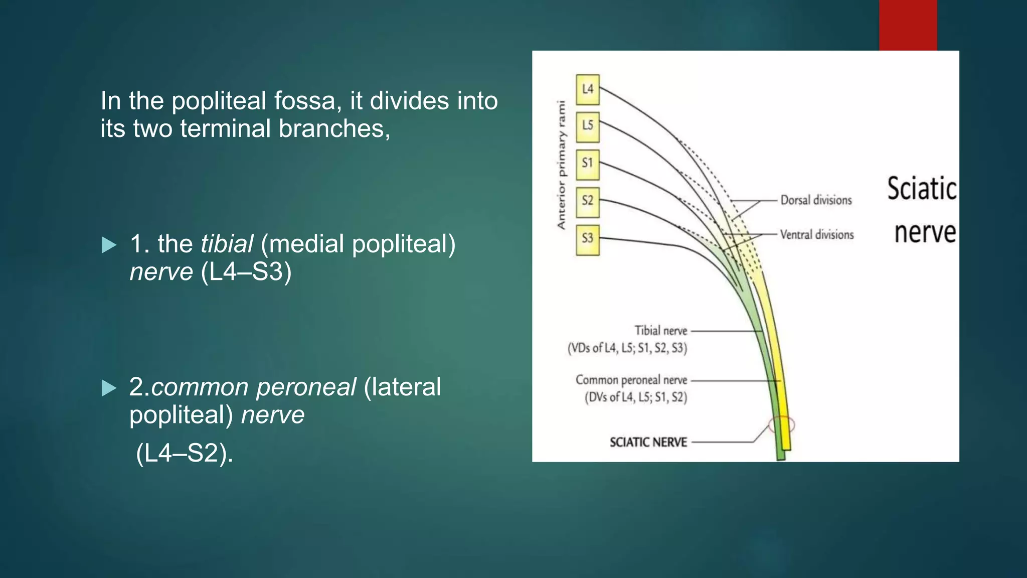In the popliteal fossa, it divides into
its two terminal branches,
 1. the tibial (medial popliteal)
nerve (L4–S3)
 2.common peroneal (lateral
popliteal) nerve
(L4–S2).
 