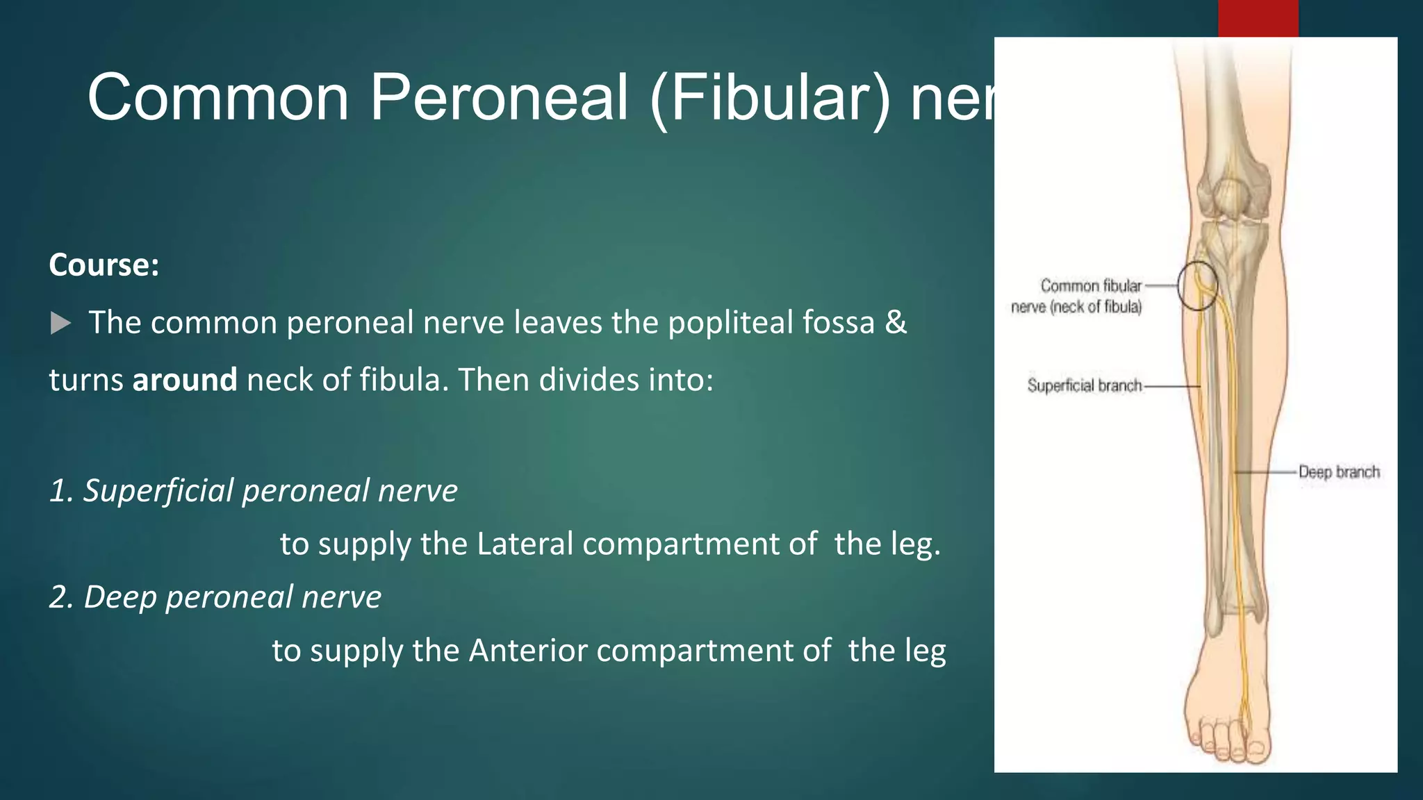 Common Peroneal (Fibular) nerve.
Course:
 The common peroneal nerve leaves the popliteal fossa &
turns around neck of fibula. Then divides into:
1. Superficial peroneal nerve
to supply the Lateral compartment of the leg.
2. Deep peroneal nerve
to supply the Anterior compartment of the leg
 