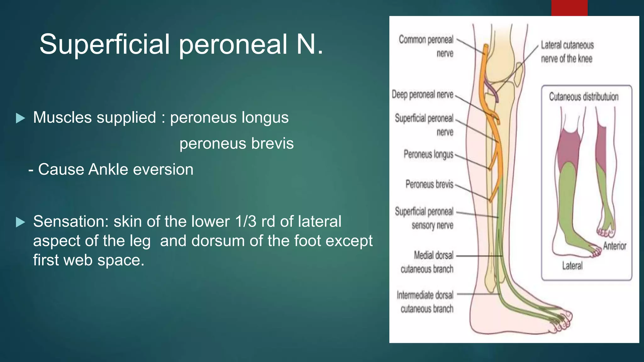 Superficial peroneal N.
 Muscles supplied : peroneus longus
peroneus brevis
- Cause Ankle eversion
 Sensation: skin of the lower 1/3 rd of lateral
aspect of the leg and dorsum of the foot except
first web space.
 