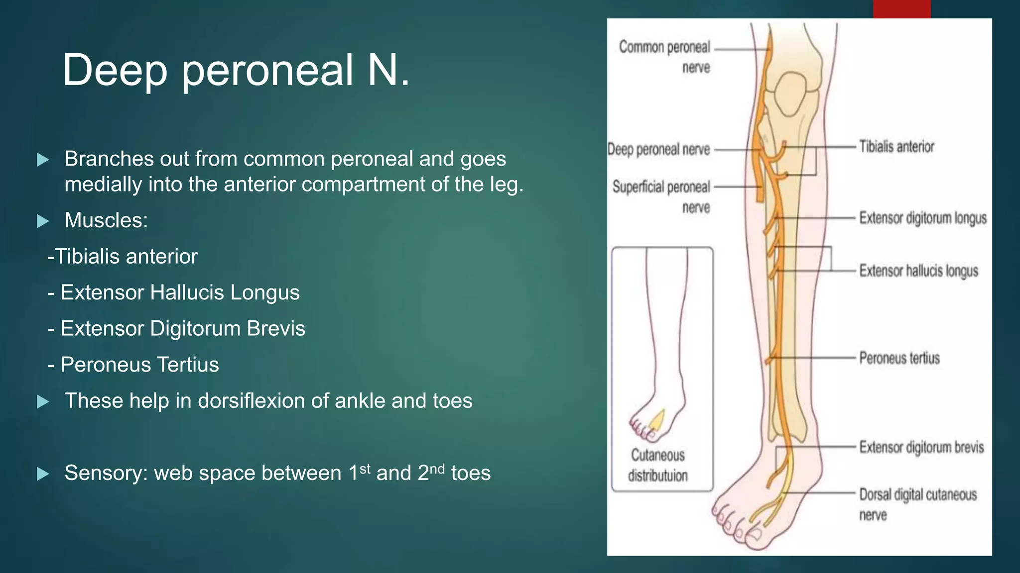 Deep peroneal N.
 Branches out from common peroneal and goes
medially into the anterior compartment of the leg.
 Muscles:
-Tibialis anterior
- Extensor Hallucis Longus
- Extensor Digitorum Brevis
- Peroneus Tertius
 These help in dorsiflexion of ankle and toes
 Sensory: web space between 1st and 2nd toes
 