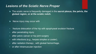 Lesions of the Sciatic Nerve Proper
 The sciatic nerve is frequently damaged in the sacral plexus, the pelvis, the
gluteal region, or at the sciatic notch.
 Nerve injury may occur with
 fracture dislocation of the hip with apophyseal avulsion fracture
 after penetrating injury
 after pelvic cancer or hip joint surgery
 with infections (e.g., herpes simplex or zoster),
 after radiation therapy , with gluteal hemorrhage,
 or after intramuscular injection
 