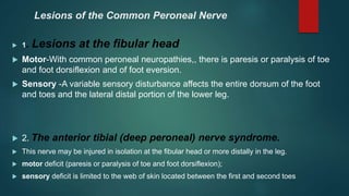 Lesions of the Common Peroneal Nerve
 1. Lesions at the fibular head
 Motor-With common peroneal neuropathies,, there is paresis or paralysis of toe
and foot dorsiflexion and of foot eversion.
 Sensory -A variable sensory disturbance affects the entire dorsum of the foot
and toes and the lateral distal portion of the lower leg.
 2. The anterior tibial (deep peroneal) nerve syndrome.
 This nerve may be injured in isolation at the fibular head or more distally in the leg.
 motor deficit (paresis or paralysis of toe and foot dorsiflexion);
 sensory deficit is limited to the web of skin located between the first and second toes
 