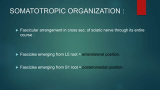 SOMATOTROPIC ORGANIZATION :
 Fascicular arrangement in cross sec. of sciatic nerve through its entire
course :
 Fascicles emerging from L5 root = anterolateral position.
 Fascicles emerging from S1 root = posteromedial position.
 