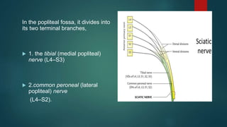 In the popliteal fossa, it divides into
its two terminal branches,
 1. the tibial (medial popliteal)
nerve (L4–S3)
 2.common peroneal (lateral
popliteal) nerve
(L4–S2).
 