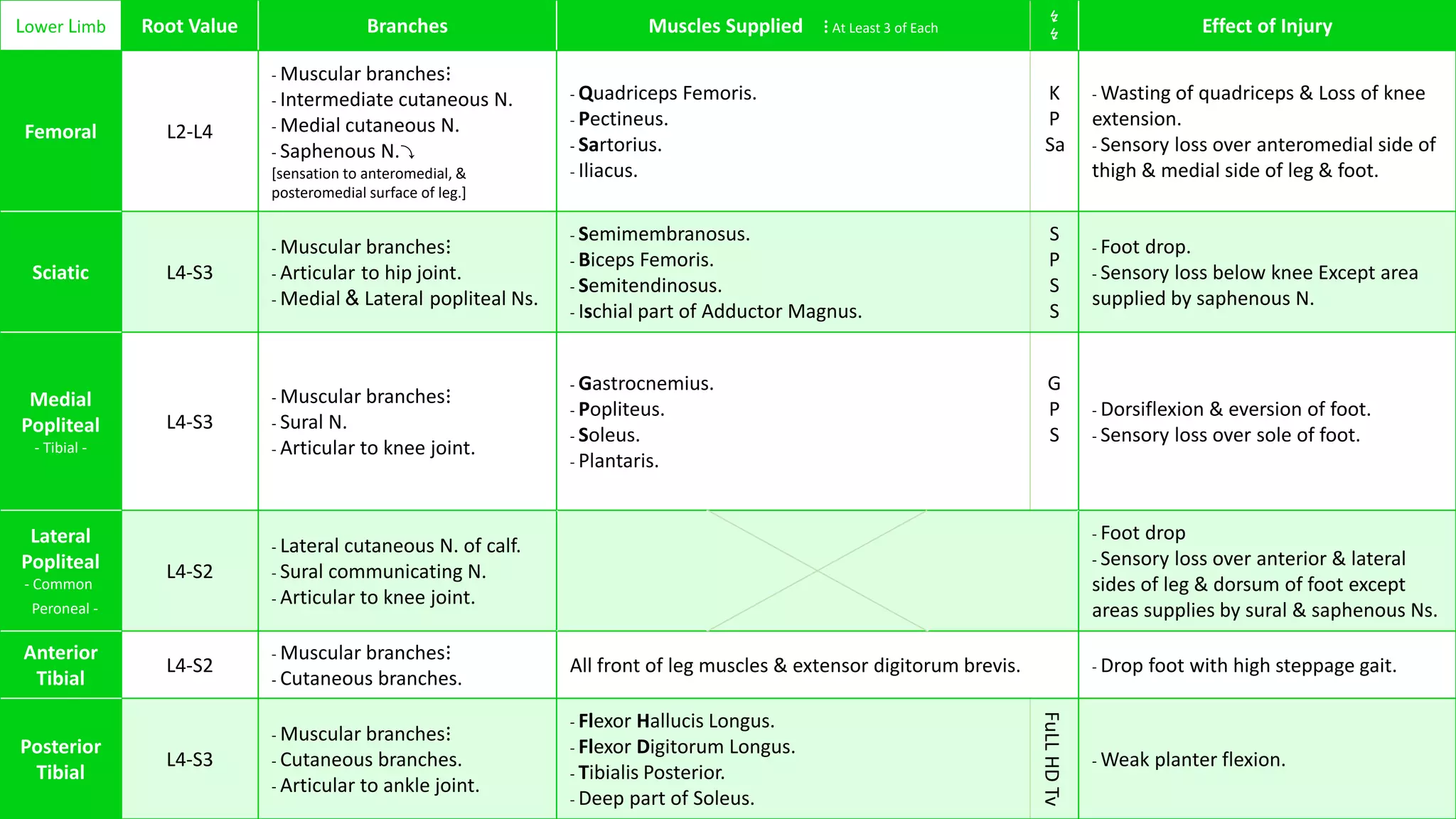 Lower Limb Root Value Branches Muscles Supplied ⋮ At Least 3 of Each
↯
↯ Effect of Injury
Femoral L2-L4
- Muscular branches⋮
- Intermediate cutaneous N.
- Medial cutaneous N.
- Saphenous N.⤵
[sensation to anteromedial, &
posteromedial surface of leg.]
- Quadriceps Femoris.
- Pectineus.
- Sartorius.
- Iliacus.
K
P
Sa
- Wasting of quadriceps & Loss of knee
extension.
- Sensory loss over anteromedial side of
thigh & medial side of leg & foot.
Sciatic L4-S3
- Muscular branches⋮
- Articular to hip joint.
- Medial & Lateral popliteal Ns.
- Semimembranosus.
- Biceps Femoris.
- Semitendinosus.
- Ischial part of Adductor Magnus.
S
P
S
S
- Foot drop.
- Sensory loss below knee Except area
supplied by saphenous N.
Medial
Popliteal
- Tibial -
L4-S3
- Muscular branches⋮
- Sural N.
- Articular to knee joint.
- Gastrocnemius.
- Popliteus.
- Soleus.
- Plantaris.
G
P
S
- Dorsiflexion & eversion of foot.
- Sensory loss over sole of foot.
Lateral
Popliteal
- Common
Peroneal -
L4-S2
- Lateral cutaneous N. of calf.
- Sural communicating N.
- Articular to knee joint.
- Foot drop
- Sensory loss over anterior & lateral
sides of leg & dorsum of foot except
areas supplies by sural & saphenous Ns.
Anterior
Tibial
L4-S2
- Muscular branches⋮
- Cutaneous branches.
All front of leg muscles & extensor digitorum brevis. - Drop foot with high steppage gait.
Posterior
Tibial
L4-S3
- Muscular branches⋮
- Cutaneous branches.
- Articular to ankle joint.
- Flexor Hallucis Longus.
- Flexor Digitorum Longus.
- Tibialis Posterior.
- Deep part of Soleus.
FuLLHDTv
- Weak planter flexion.
 