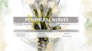Prepared By Reviewed By Dr. Ahmed Elzainy
R
AbdulRahman
Identifications Mention
Upper & Lower
Limbs Nerves
Root Value Branches
Muscles Supplied Effect of Injury
PE IPHERAL NERVES
 