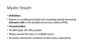 Peripheral Nerve Structure- Axons, Myelin Nodes of Ranvier.pptx