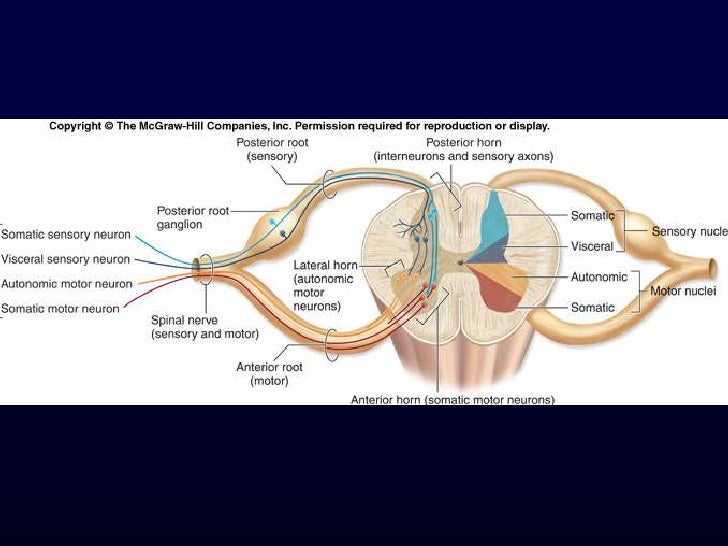 Peripheral Nervous System