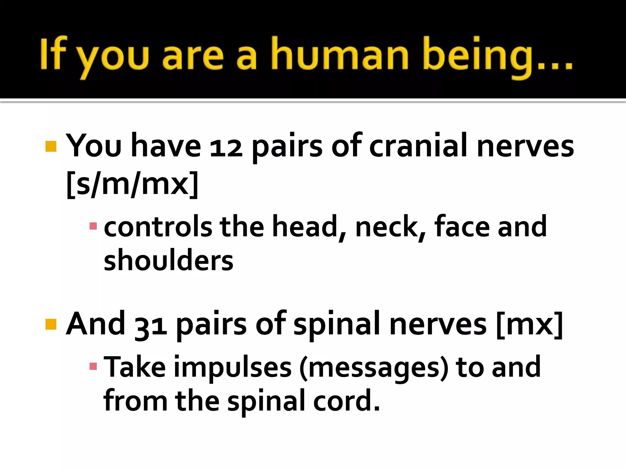  You have 12 pairs of cranial nerves
[s/m/mx]
▪controls the head, neck, face and
shoulders
 And 31 pairs of spinal nerves [mx]
▪Take impulses (messages) to and
from the spinal cord.
 