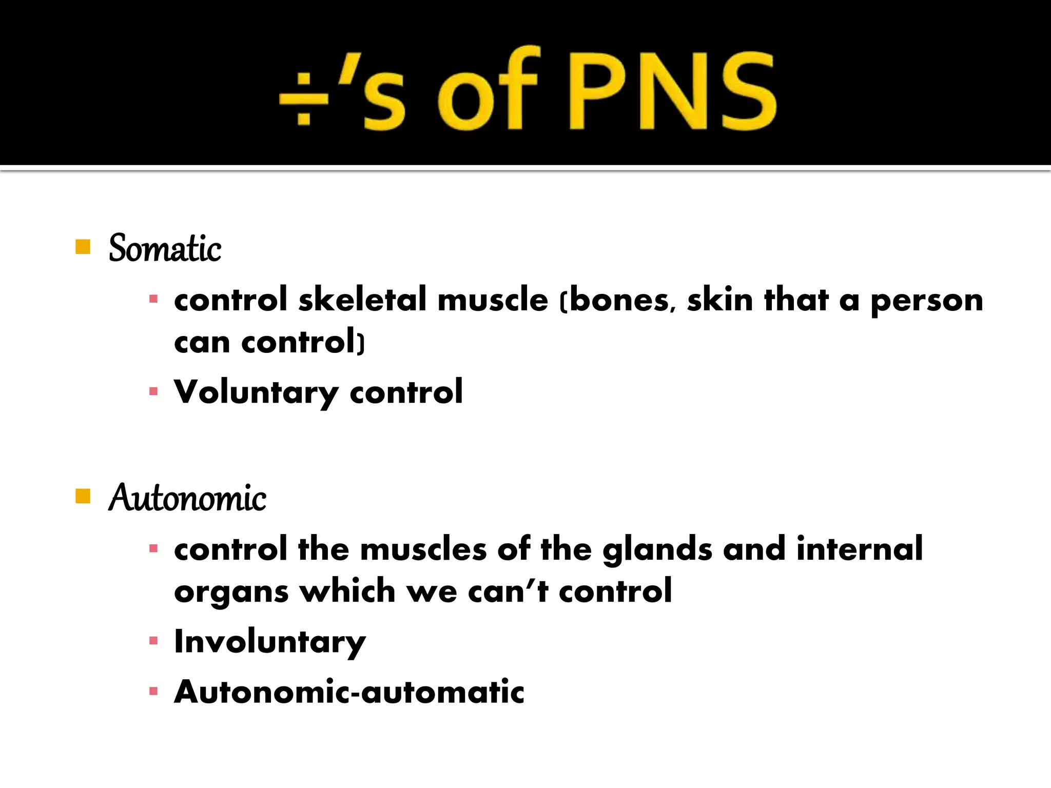  Somatic
▪ control skeletal muscle (bones, skin that a person
can control)
▪ Voluntary control
Autonomic
▪ control the muscles of the glands and internal
organs which we can’t control
▪ Involuntary
▪ Autonomic-automatic