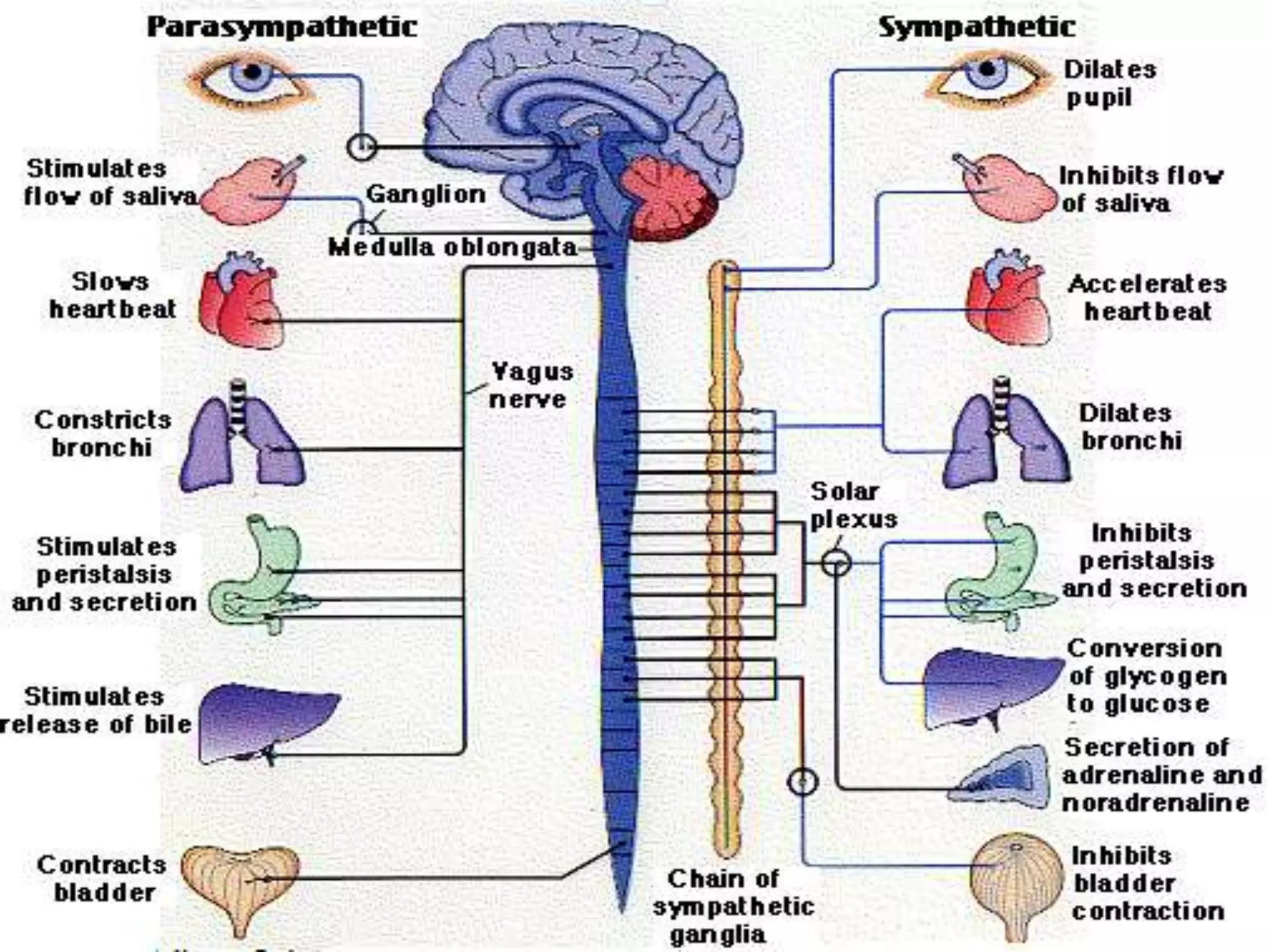 Peripheral nervous system