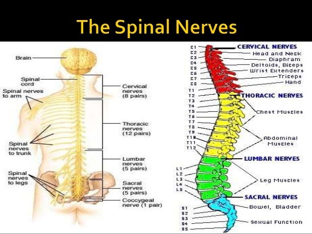 Diagram Peripheral Nervous System Gallery - How To Guide 