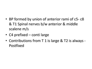 • BP formed by union of anterior rami of c5- c8
& T1 Spinal nerves b/w anterior & middle
scalene m/s
• C4 prefixed – conti large
• Contributions from T 1 is large & T2 is always -
Postfixed
 