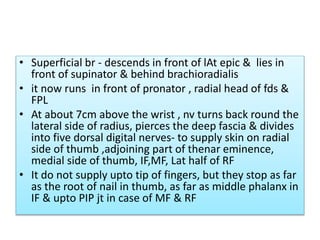 • Superficial br - descends in front of lAt epic & lies in
front of supinator & behind brachioradialis
• it now runs in front of pronator , radial head of fds &
FPL
• At about 7cm above the wrist , nv turns back round the
lateral side of radius, pierces the deep fascia & divides
into five dorsal digital nerves- to supply skin on radial
side of thumb ,adjoining part of thenar eminence,
medial side of thumb, IF,MF, Lat half of RF
• It do not supply upto tip of fingers, but they stop as far
as the root of nail in thumb, as far as middle phalanx in
IF & upto PIP jt in case of MF & RF
 