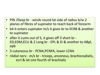 • PIN /Deep br - winds round lat side of radius b/w 2
planes of fibres of supinator to reach back of forearm
• b4 it enters supinator m/s it gives br to ECRB & another
to supinator
• after it cums out of S, it gives off 3 short br -
ED,EDM,ECU & 2 Long br - EPL & EI & another to ABpl,
epb
• 3 cutaneous br - PCNA,PCNFA, lower LCNA
• rAdial nerv - m/s br - triceps, anconeus, brachioradialis,
ecrl & lat one fourth of brachialis
 