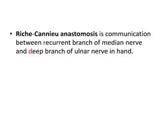 • Riche-Cannieu anastomosis is communication
between recurrent branch of median nerve
and deep branch of ulnar nerve in hand.
 