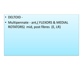 • DELTOID -
• Multipennate - ant,( FLEXORS & MEDIAL
ROTATORS) mid, post fibres (E, LR)
 