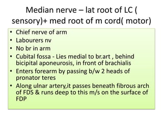 Median nerve – lat root of LC (
sensory)+ med root of m cord( motor)
• Chief nerve of arm
• Labourers nv
• No br in arm
• Cubital fossa - Lies medial to br.art , behind
bicipital aponeurosis, in front of brachialis
• Enters forearm by passing b/w 2 heads of
pronator teres
• Along ulnar artery,it passes beneath fibrous arch
of FDS & runs deep to this m/s on the surface of
FDP
 
