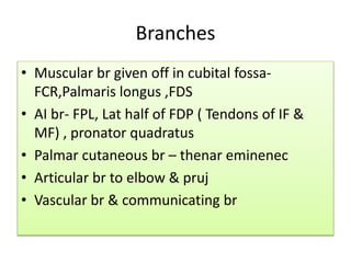 Branches
• Muscular br given off in cubital fossa-
FCR,Palmaris longus ,FDS
• AI br- FPL, Lat half of FDP ( Tendons of IF &
MF) , pronator quadratus
• Palmar cutaneous br – thenar eminenec
• Articular br to elbow & pruj
• Vascular br & communicating br
 
