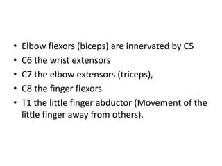 • Elbow flexors (biceps) are innervated by C5
• C6 the wrist extensors
• C7 the elbow extensors (triceps),
• C8 the finger flexors
• T1 the little finger abductor (Movement of the
little finger away from others).
 