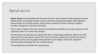 Spinal nerves
◦ Spinal nerves are associated with the spinal cord and, like all nerves of the peripheral nervous
system (PNS), are parallel bundles of axons and their associated neuroglial cells wrapped in
several layers of connective tissue. Spinal nerves connect the CNS to sensory receptors,
muscles, and glands in all parts of the body.
◦ The 31 pairs of spinal nerves are named and numbered according to the region and level of the
vertebral column from which they emerge.
◦ Not all spinal cord segments are aligned with their corresponding vertebrae. Spinal cord ends
near the level of the superior border of the second lumbar vertebra (L2), and that the roots of
the lumbar, sacral, and coccygeal nerves descend at an angle to reach their respective
foramina before emerging from the vertebral column.
◦ This arrangement constitutes the cauda equina.
4/7/2021 12
 