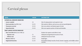 Cervical plexus
4/7/2021 14
 