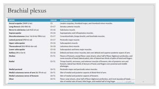 Brachial plexus
4/7/2021 15
 