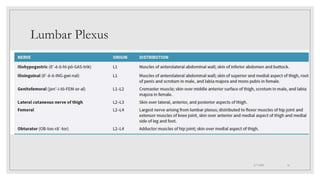 Lumbar Plexus
4/7/2021 16
 