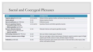 Sacral and Coccygeal Plexuses
4/7/2021 17
 