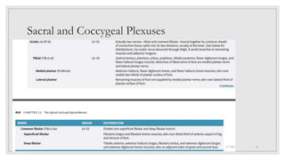Sacral and Coccygeal Plexuses
4/7/2021 18
 