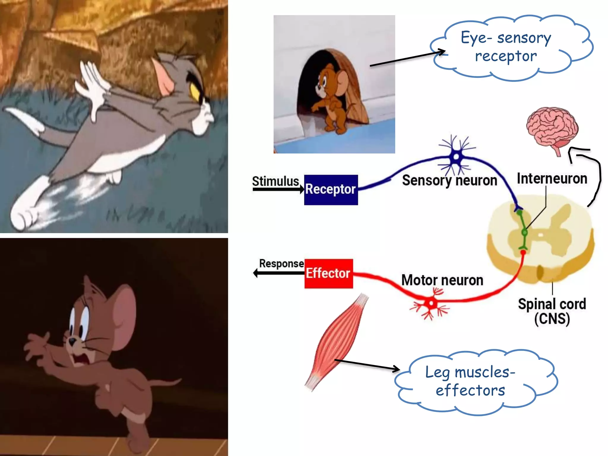 Eye- sensory
receptor
Leg muscles-
effectors
 