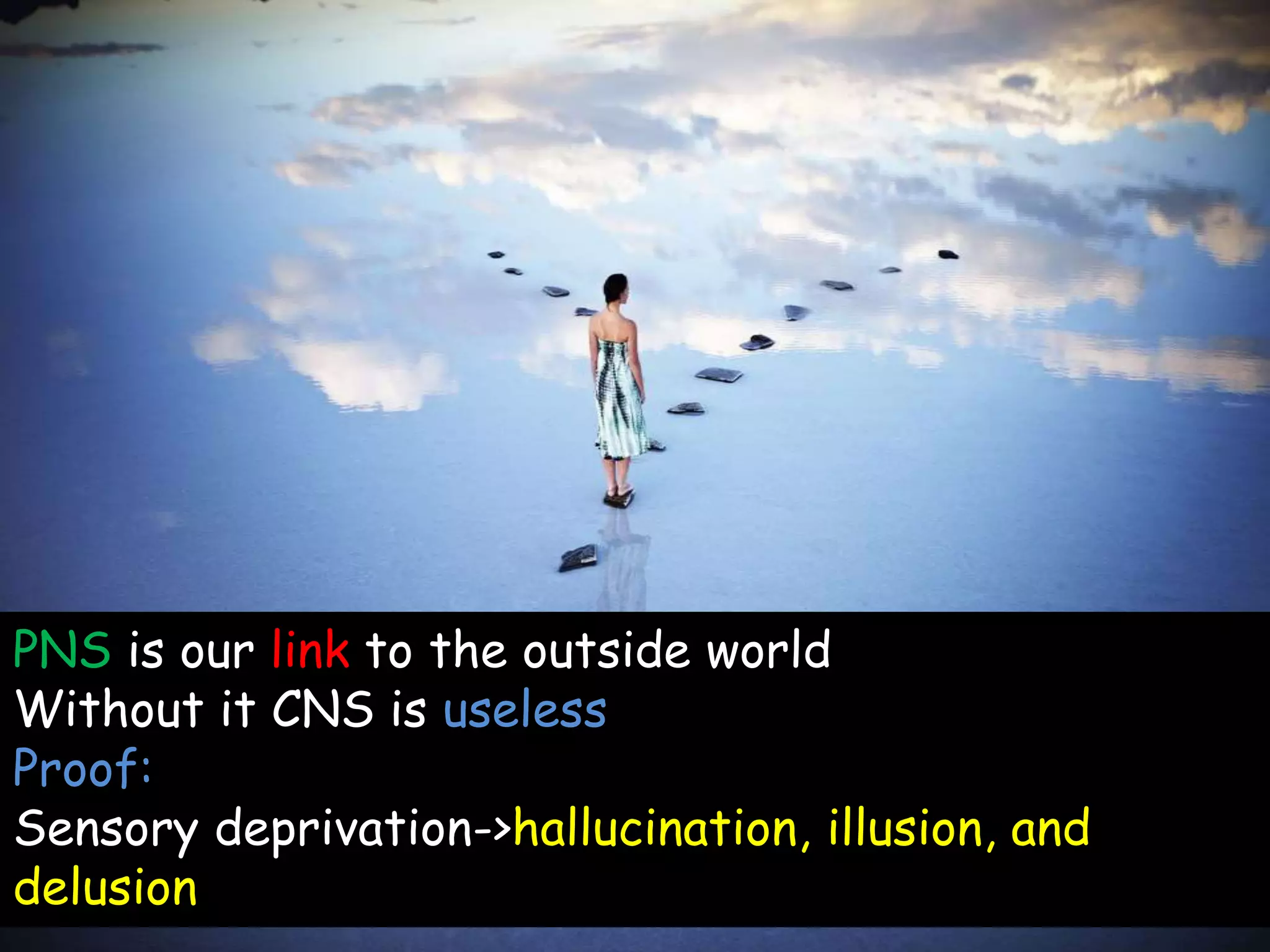PNS is our link to the outside world
Without it CNS is useless
Proof:
Sensory deprivation->hallucination, illusion, and
delusion
 
