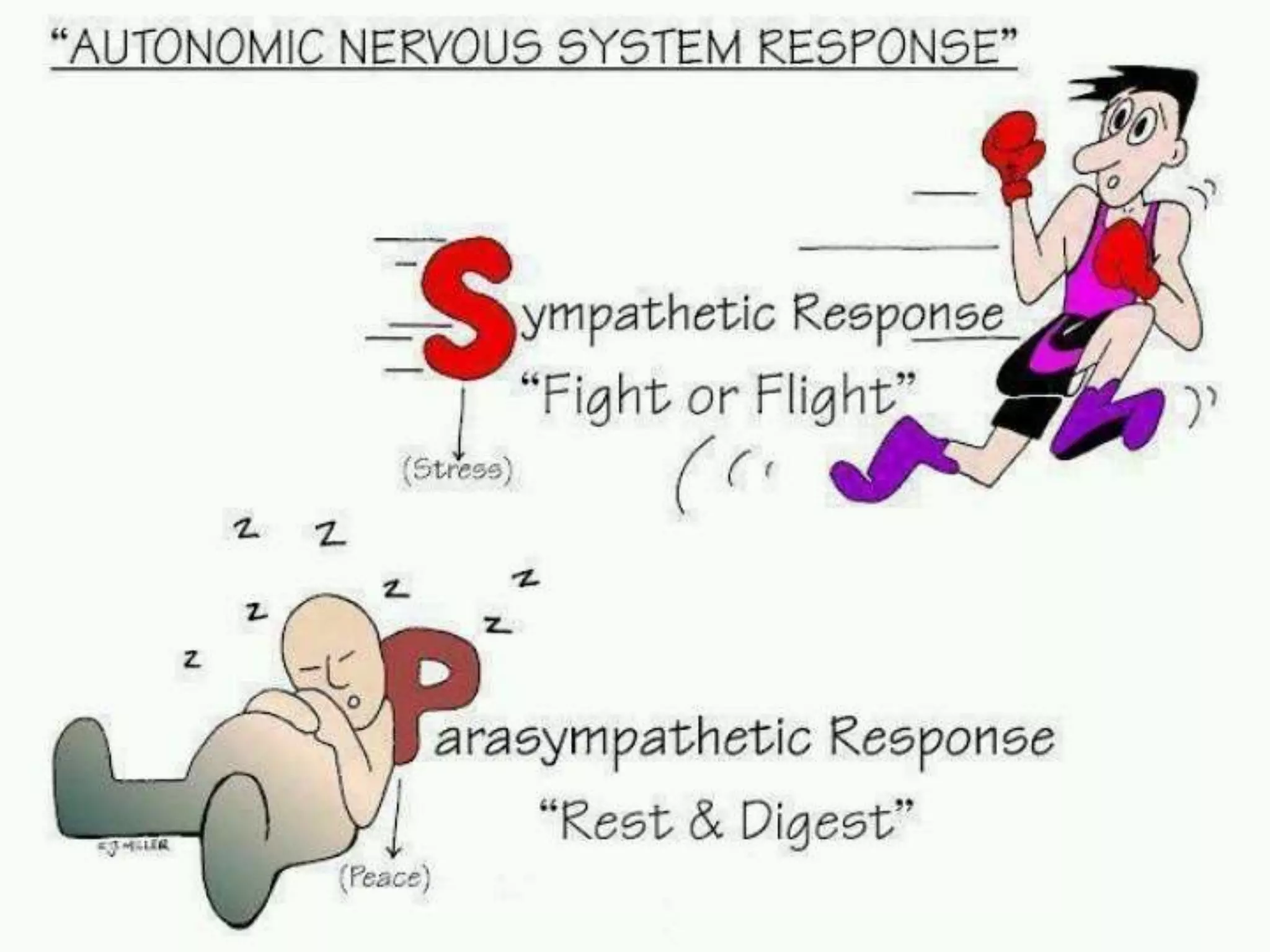 peripheral nervous system.pptx