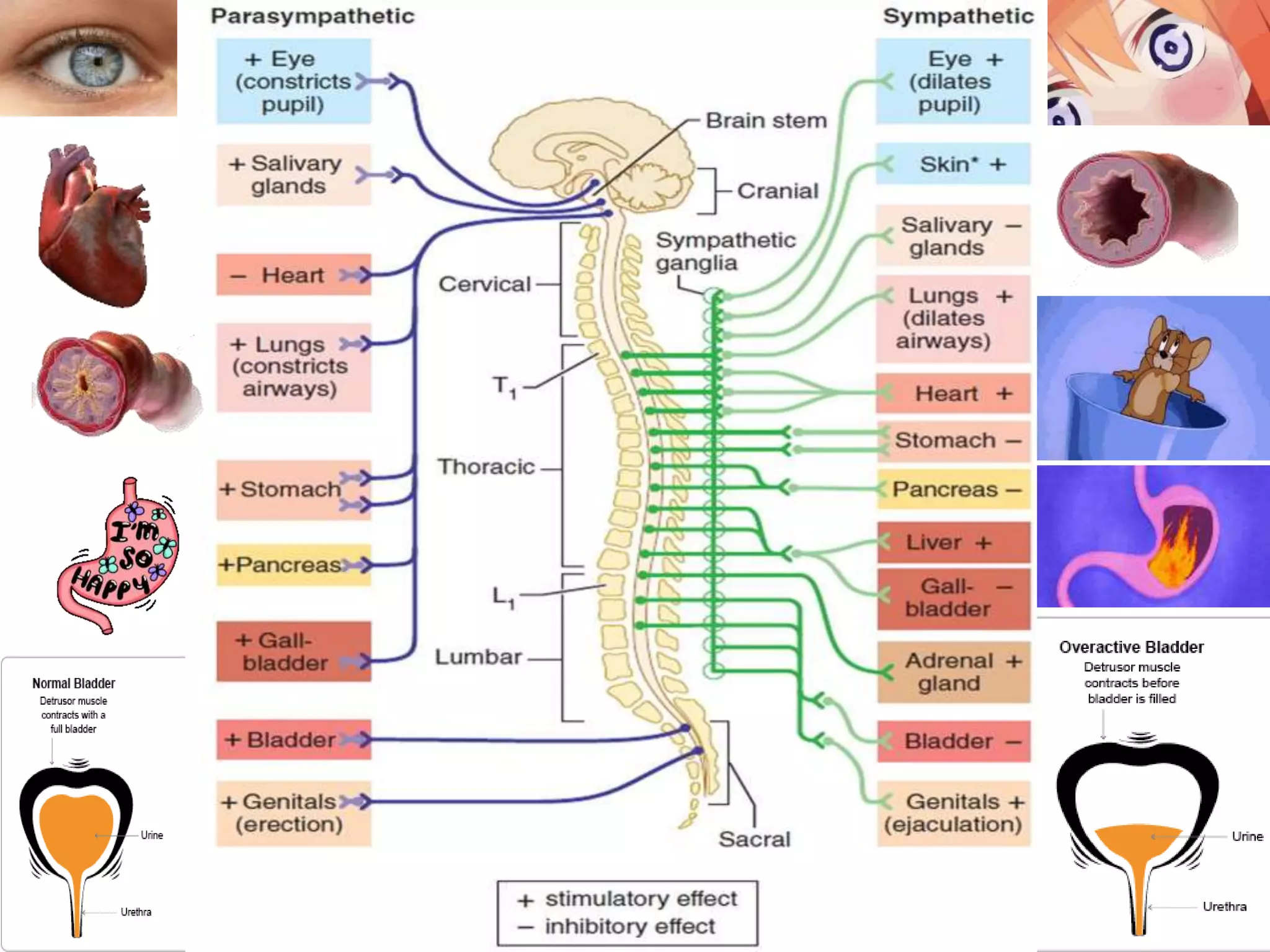 peripheral nervous system.pptx