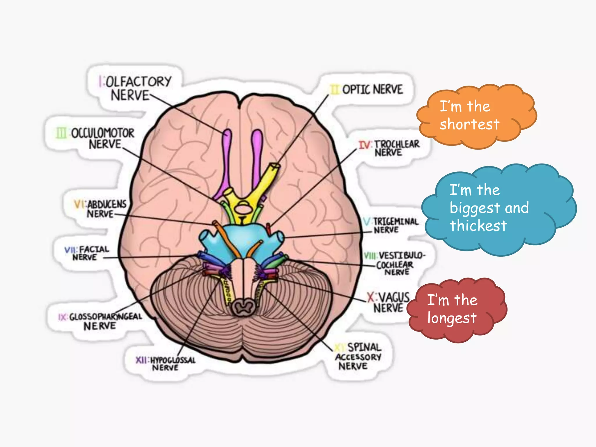 I’m the
longest
I’m the
shortest
I’m the
biggest and
thickest
 