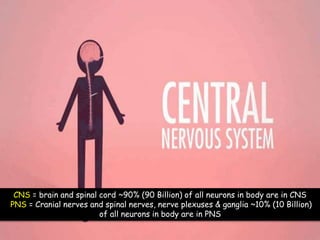 CNS = brain and spinal cord ~90% (90 Billion) of all neurons in body are in CNS
PNS = Cranial nerves and spinal nerves, nerve plexuses & ganglia ~10% (10 Billion)
of all neurons in body are in PNS
 