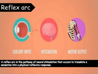 Reflex arc
 