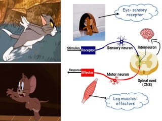 Eye- sensory
receptor
Leg muscles-
effectors
 