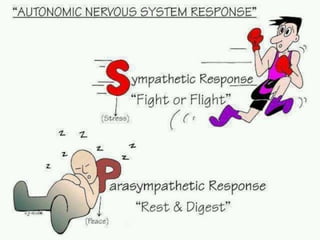 peripheral nervous system.pptx