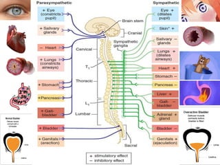 peripheral nervous system.pptx