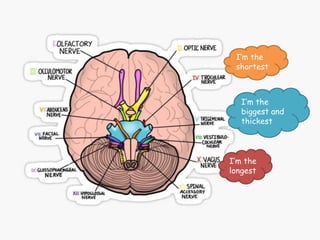 I’m the
longest
I’m the
shortest
I’m the
biggest and
thickest
 