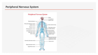 Peripheral Nervous System
 