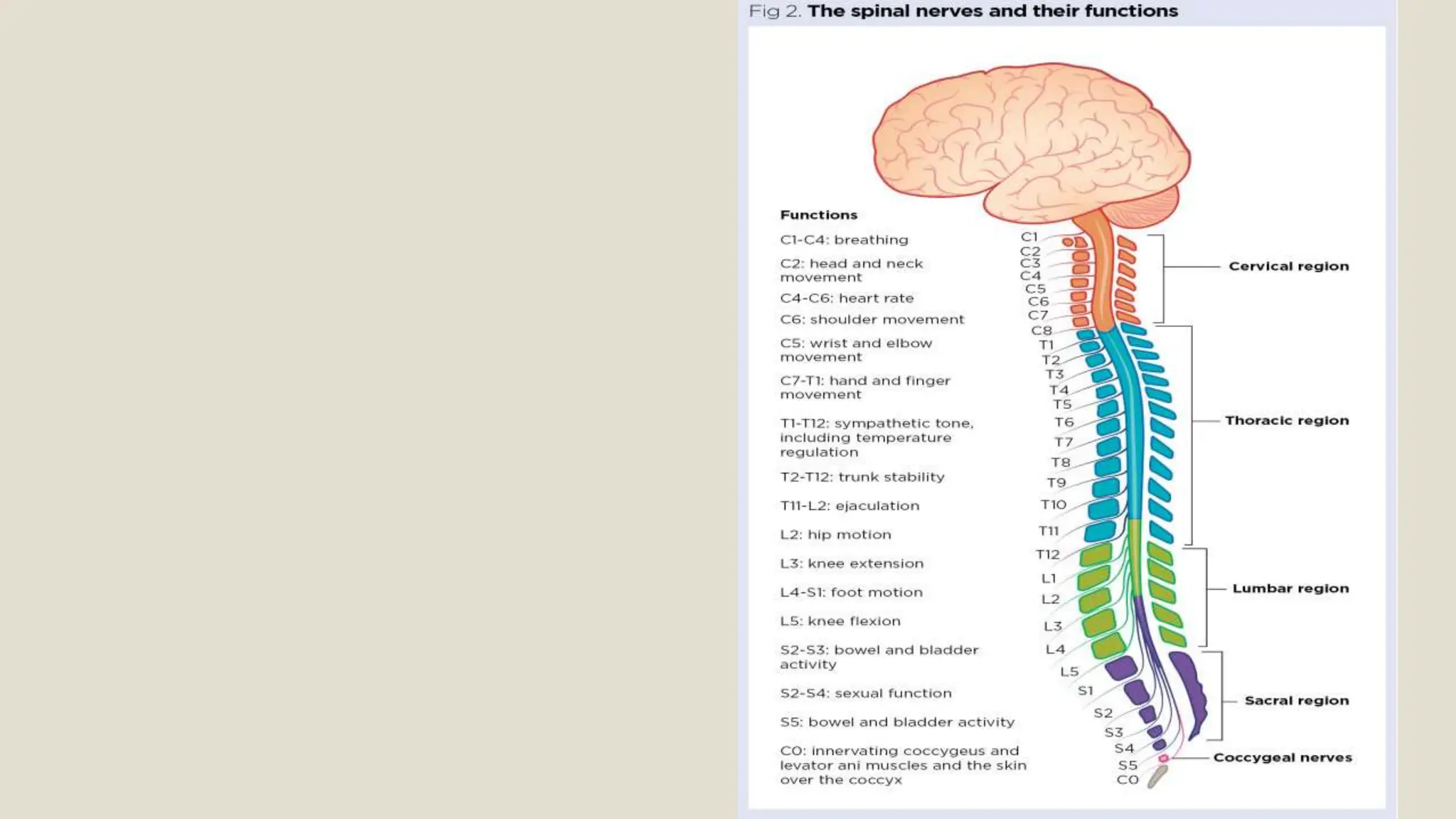 PERIPHERAL NERVOUS SYSTEM.pptx