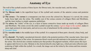 Anatomy of Eye
The wall of the eyeball consists of three layers: the fibrous tunic, the vascular tunic, and the retina.
 fibrous tunic
 The fibrous tunic is the superficial layer of the eyeball and consists of the anterior cornea and posterior
sclera
 The cornea - The cornea is a transparent coat that covers the colored iris. Because it is curved, the cornea
helps focus light onto the retina. The middle coat of the cornea consists of collagen fibers and fibroblasts,
and the inner surface is simple squamous epithelium.
 The sclera, the “white” of the eye, is a layer of dense connective tissue made up mostly of collagen fibers
and fibroblasts. The sclera covers the entire eyeball except the cornea; it gives shape to the eyeball, makes it
more rigid, protects its inner parts, and serves as a site of attachment for the extrinsic eye muscles.
 Vascular Tunic
 The vascular tunic is the middle layer of the eyeball. It is composed of three parts: choroid, ciliary body, and
iris.
 The choroid - The highly vascularized choroid, which is the posterior portion of the vascular tunic, lines most
of the internal surface of the sclera. Its numerous blood vessels provide nutrients to the posterior surface of
the retina. The choroid also contains melanocytes that produce the pigment melanin, which causes this layer
to appear dark brown in color. Melanin in the choroid absorbs stray light rays, which prevents reflection and
scattering of light within the eyeball. As a result, the image cast on the retina by the cornea and lens remains
sharp and clear.
 